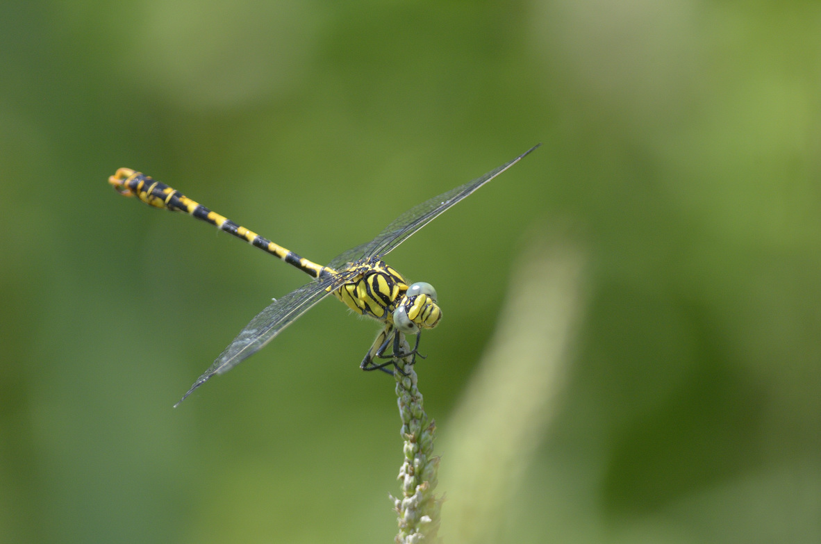 Onychogomphus forcipatus m.